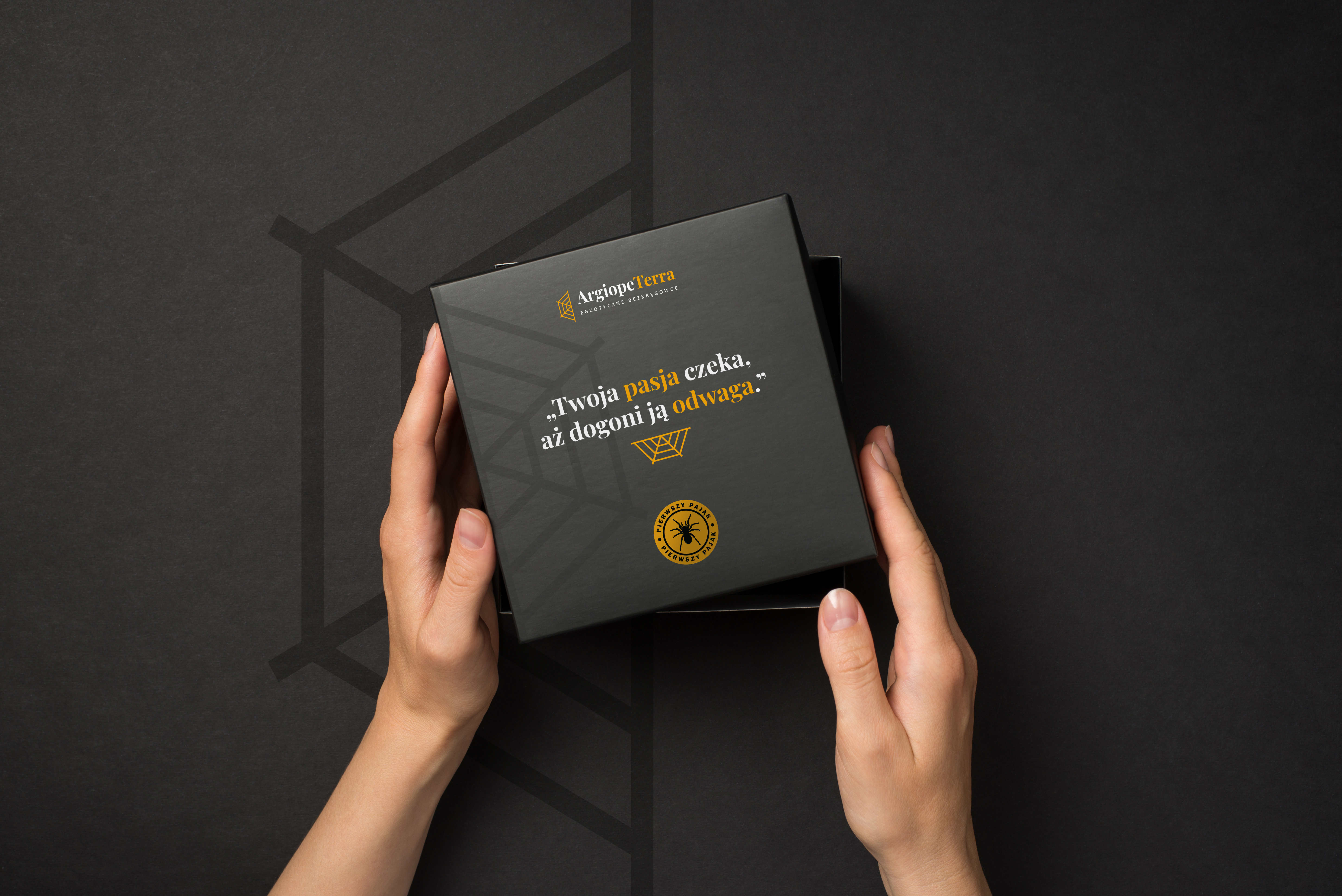 Zestaw dla poczatkujących - Pierwszy Pająk